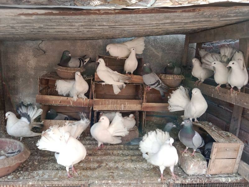 Beautiful Fantail lakkay pigeons Available 0