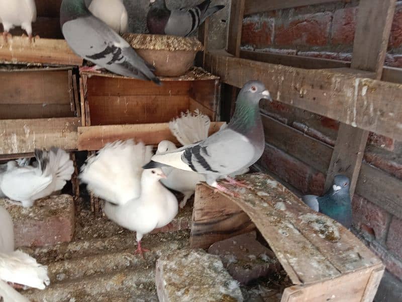 Beautiful Fantail lakkay pigeons Available 1