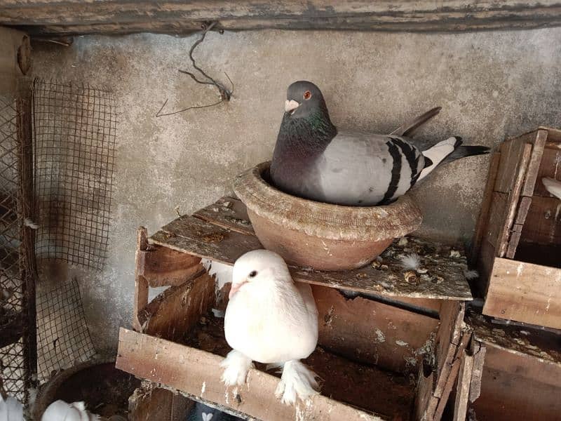 Beautiful Fantail lakkay pigeons Available 2