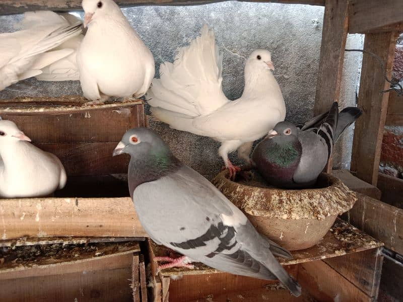 Beautiful Fantail lakkay pigeons Available 3