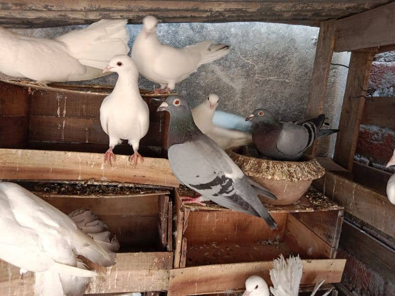 Beautiful Fantail lakkay pigeons Available 5