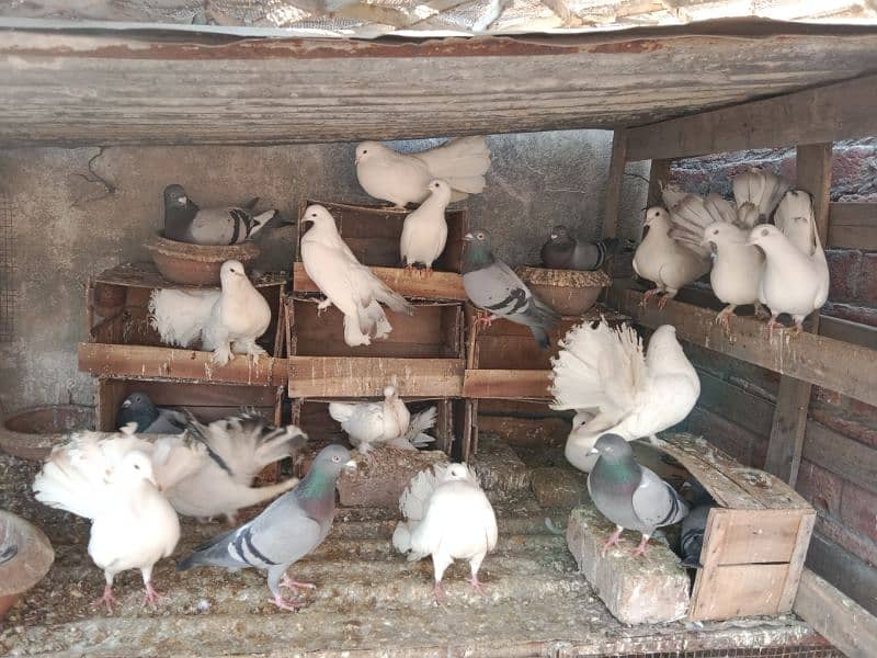 Beautiful Fantail lakkay pigeons Available 7