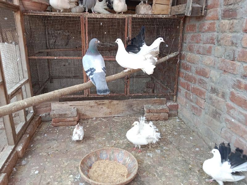 Beautiful Fantail lakkay pigeons Available 9