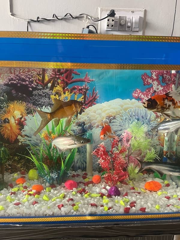 New Aquarium with wooden stand for sale 5