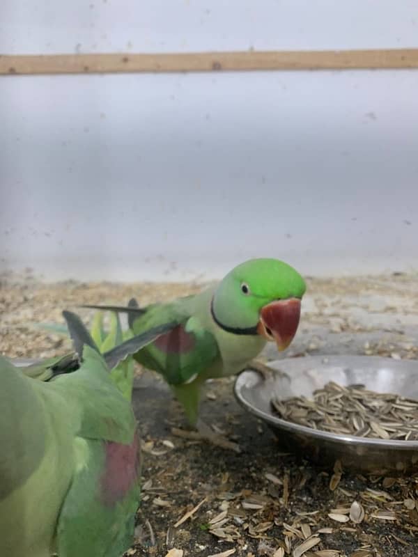 Raw parrot pair for sale 0