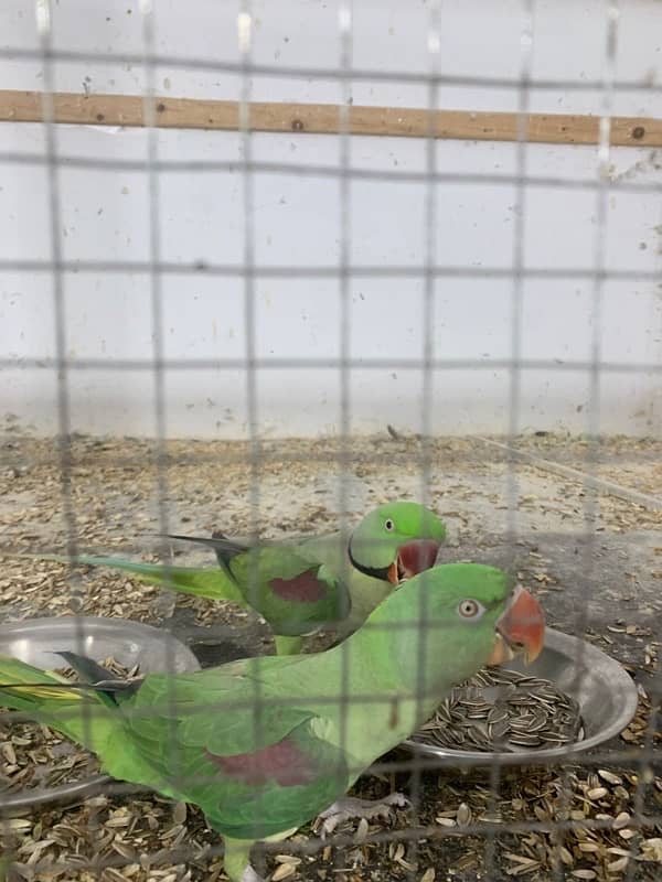 Raw parrot pair for sale 1