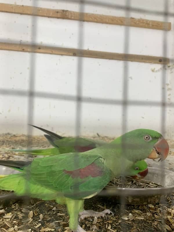 Raw parrot pair for sale 3