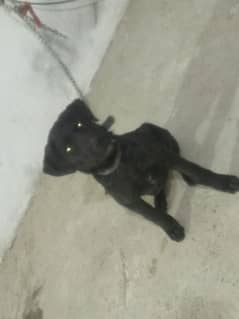 Labrador dog Garman mix dog for sale Hy