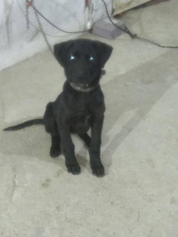 Labrador dog Garman mix dog for sale Hy 1