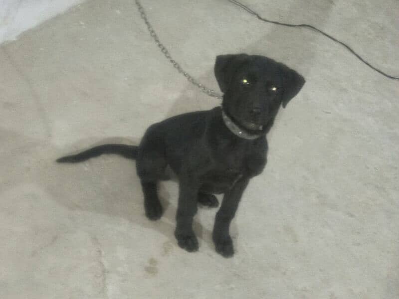 Labrador dog Garman mix dog for sale Hy 2