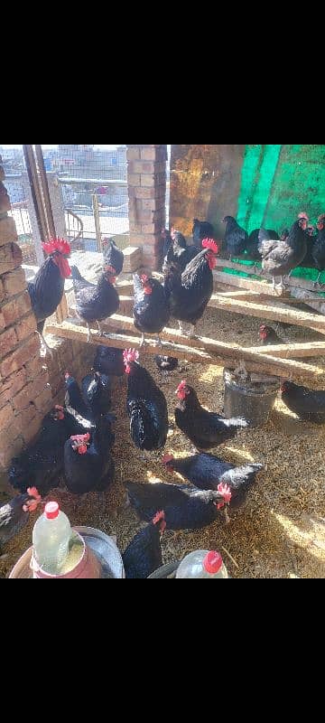 Australorp black f1 breed kay chics foresale per pic 120 fartile egg50 0