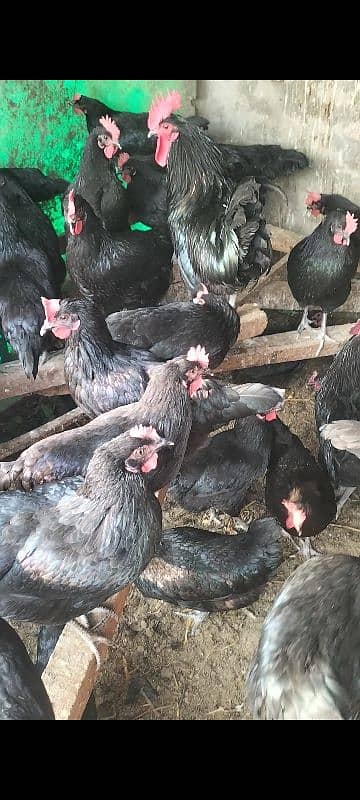 Australorp black f1 breed kay chics foresale per pic 120 fartile egg50 1