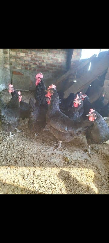 Australorp black f1 breed kay chics foresale per pic 120 fartile egg50 3