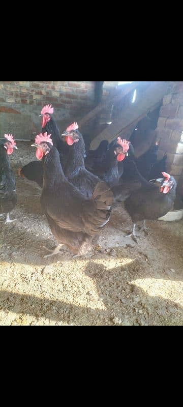 Australorp black f1 breed kay chics foresale per pic 120 fartile egg50 4