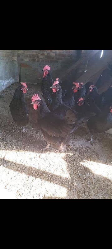 Australorp black f1 breed kay chics foresale per pic 120 fartile egg50 6