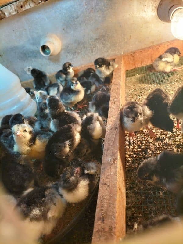 Australorp black f1 breed kay chics foresale per pic 120 fartile egg50 7