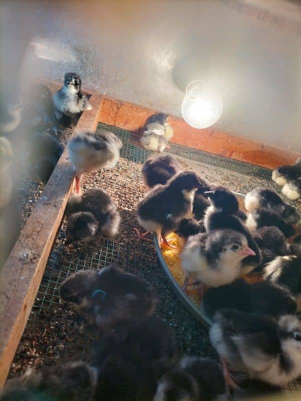 Australorp black f1 breed kay chics foresale per pic 120 fartile egg50 9