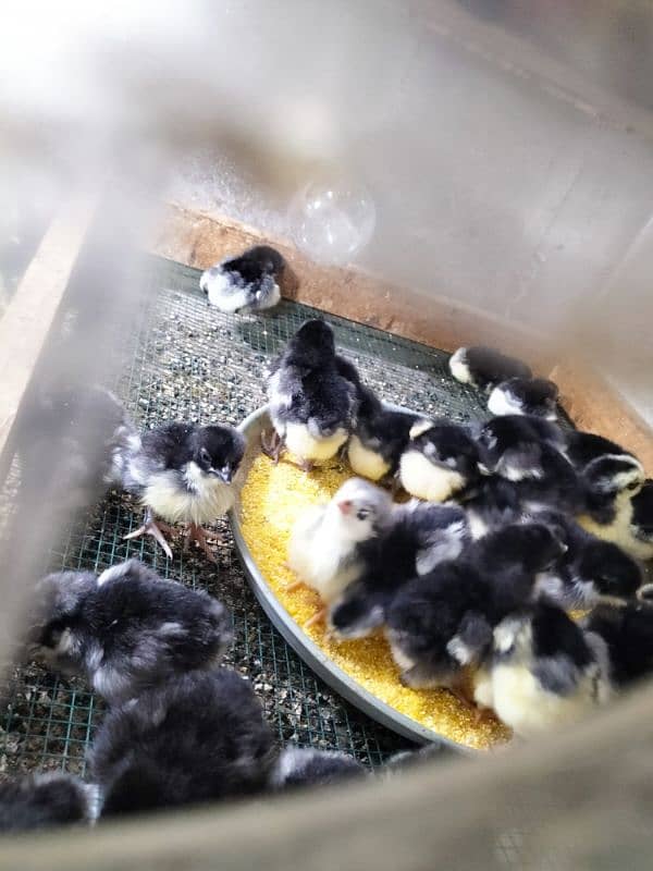 Australorp black f1 breed kay chics foresale per pic 120 fartile egg50 10