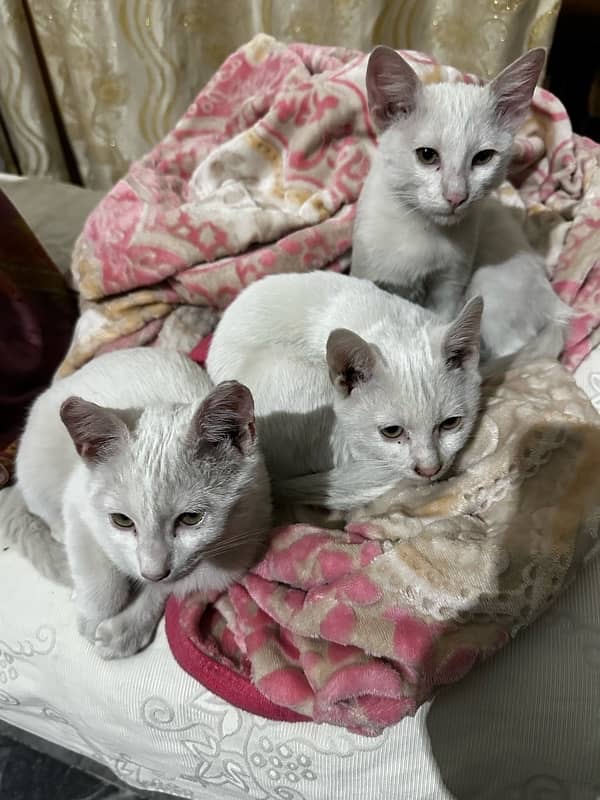 Beautiful Percian kittens Prure white 1