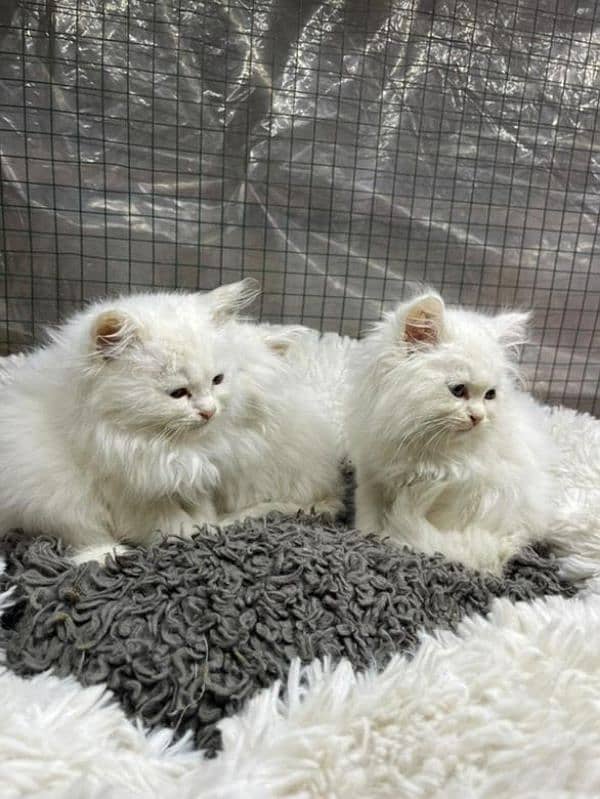 puree persian triple coated kittens 0