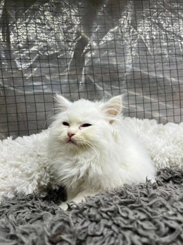 puree persian triple coated kittens 1