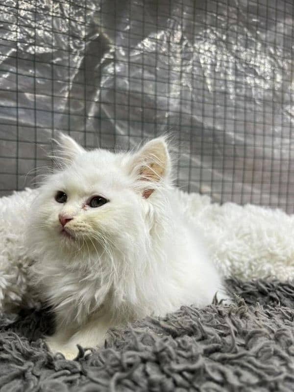 puree persian triple coated kittens 2