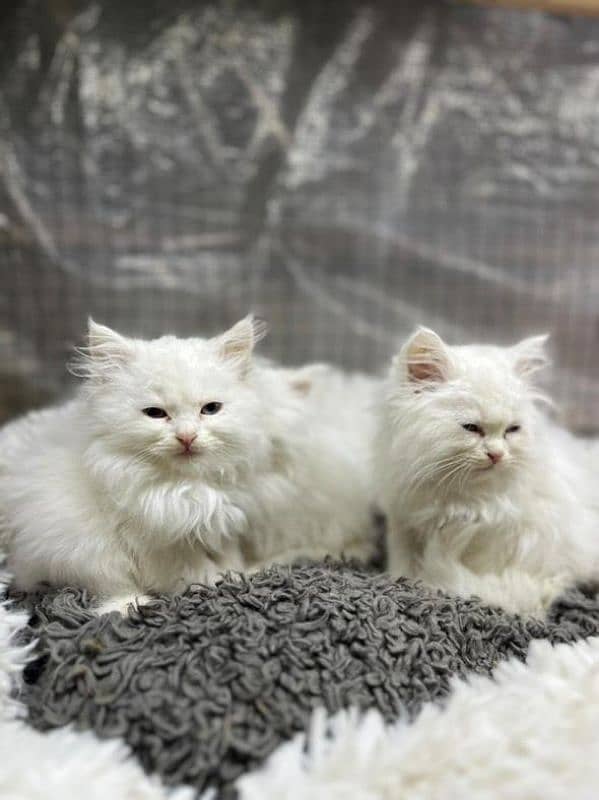 puree persian triple coated kittens 3