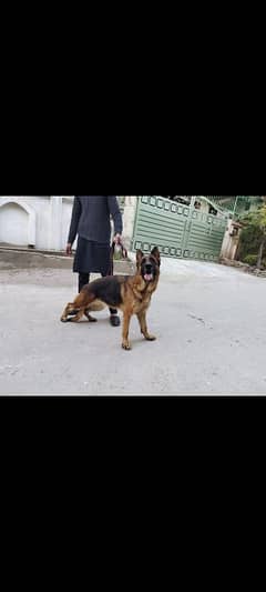 I want to sale my stock coat German shepherd female