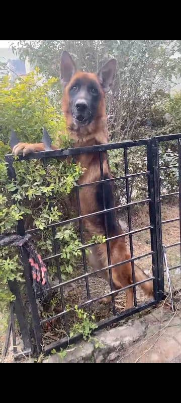 I want to sale my stock coat German shepherd female 2