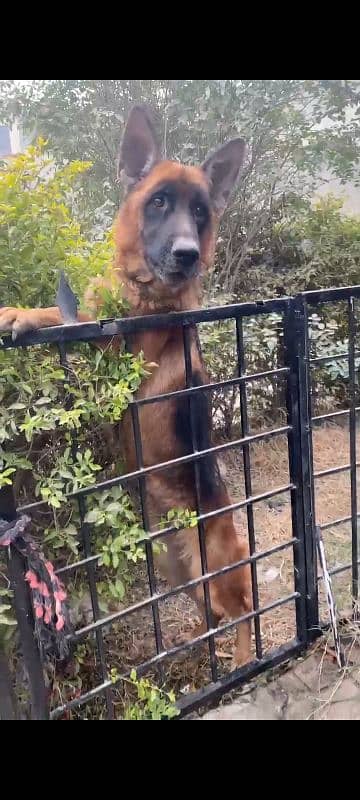 I want to sale my stock coat German shepherd female 4