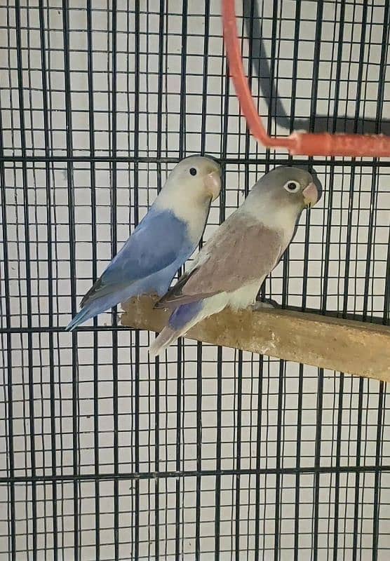 Blue Opaline female & Blue fisher split ino mail 0