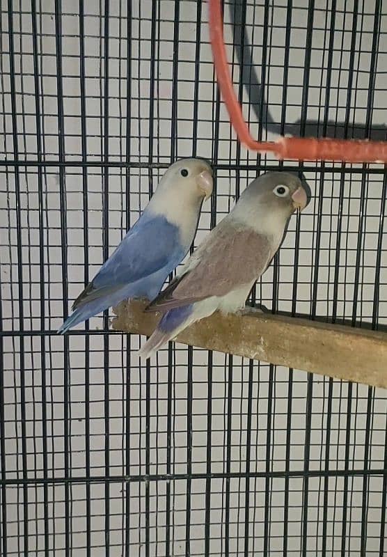 Blue Opaline female & Blue fisher split ino mail 1