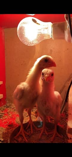 Top Quality White German O Shamo Chicks Chriss Bloodline long heighted