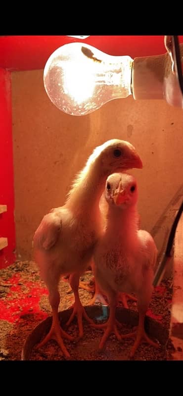 Top Quality White German O Shamo Chicks Chriss Bloodline long heighted 0