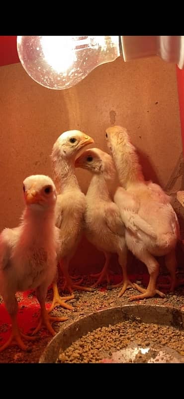 Top Quality White German O Shamo Chicks Chriss Bloodline long heighted 1