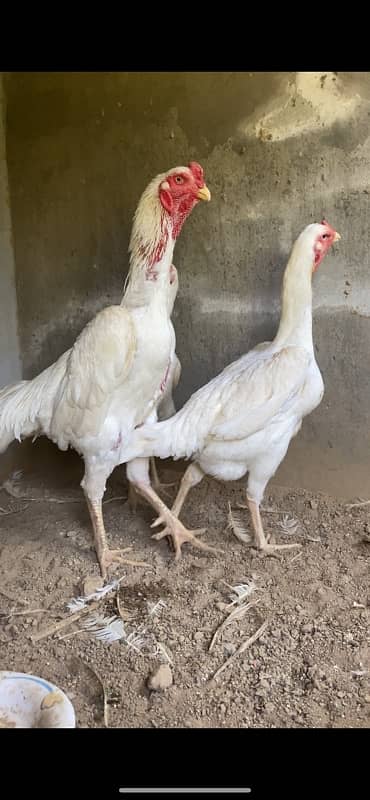 Top Quality White German O Shamo Chicks Chriss Bloodline long heighted 2