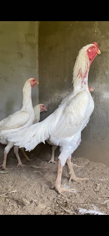 Top Quality White German O Shamo Chicks Chriss Bloodline long heighted 4