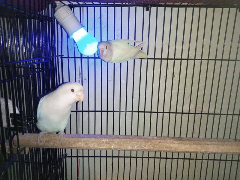 breeder pairs of love birds 0