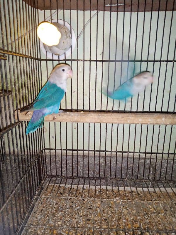 breeder pairs of love birds 1