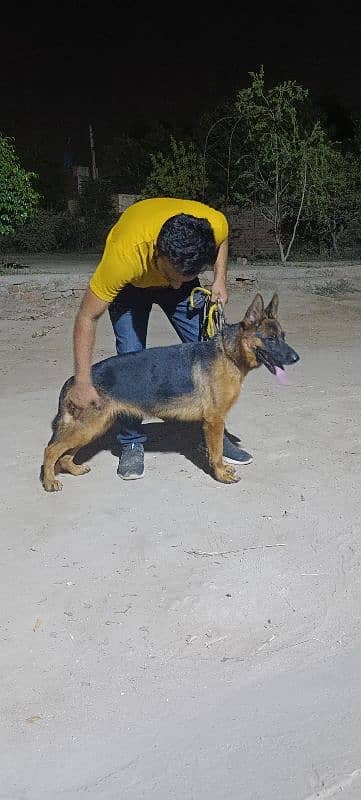 non ped Gsd female confirm Breader 1