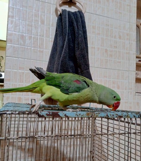 raw phari parrot 0