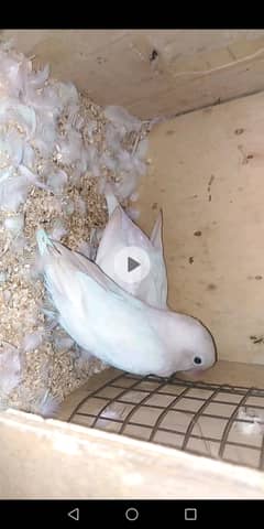 Albino split red eye breader pair