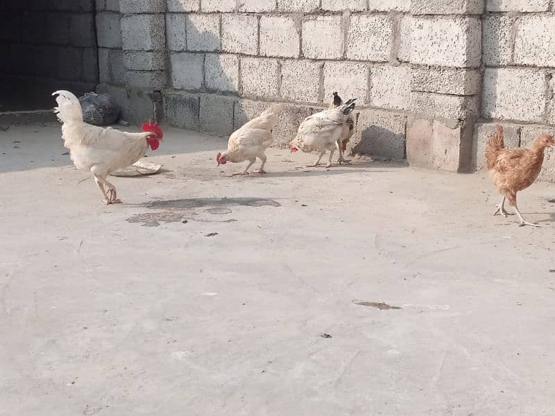 Starter pathiyan for sale. 1 male, 5 female. Ghar k paly howey 0