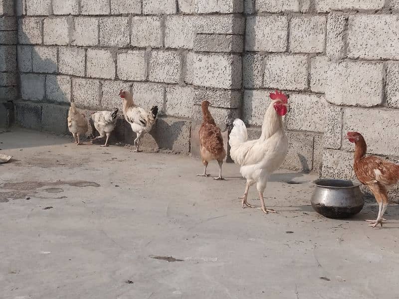 Starter pathiyan for sale. 1 male, 5 female. Ghar k paly howey 1