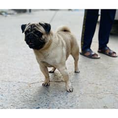 Pug Male Dog