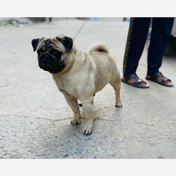 Pug Male Dog 1