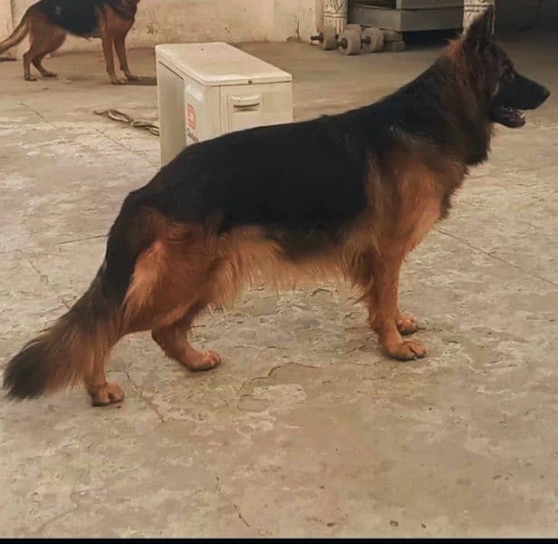 show quality long splash German shepherd female breeder 18 months 0