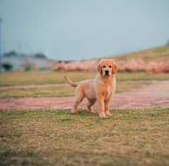 Golden Retriever Pup