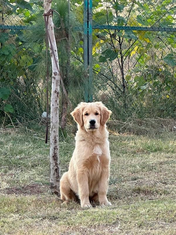 Golden Retriever Pup 1