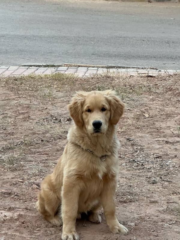 Golden Retriever Pup 2